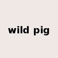 wild pig是什么意思