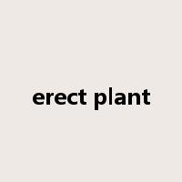 erect plant是什么意思