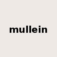 mullein是什么意思