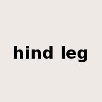 hind leg是什么意思