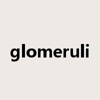 glomeruli是什么意思