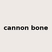 cannon bone是什么意思