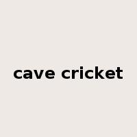 cave cricket是什么意思