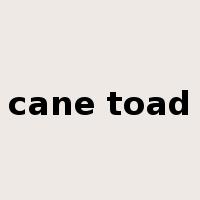 cane toad是什么意思