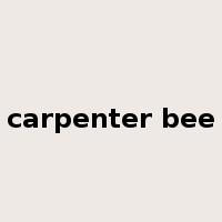 carpenter bee是什么意思