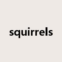 squirrels是什么意思