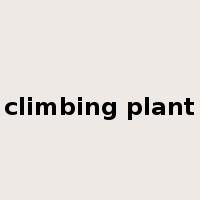 climbing plant是什么意思