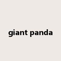 giant panda是什么意思
