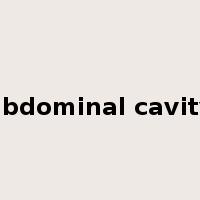 abdominal cavity是什么意思