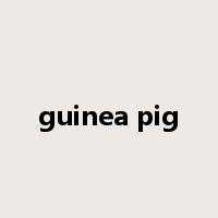 guinea pig是什么意思