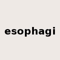 esophagi是什么意思