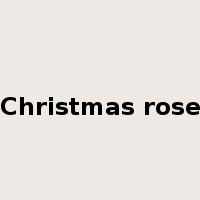 Christmas rose是什么意思
