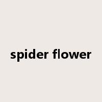 spider flower是什么意思