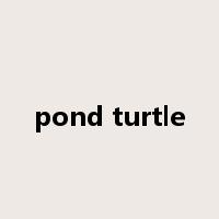 pond turtle是什么意思
