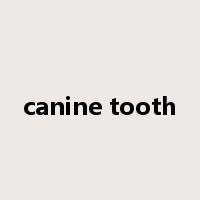canine tooth是什么意思