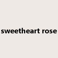 sweetheart rose是什么意思