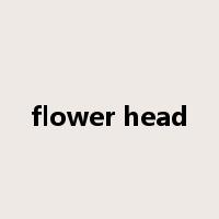 flower head是什么意思
