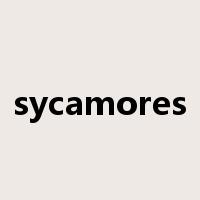 sycamores是什么意思