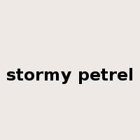 stormy petrel是什么意思