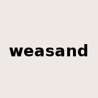weasand是什么意思