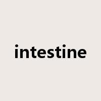 intestine是什么意思