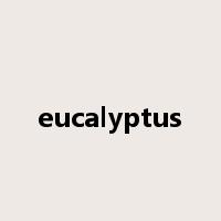 eucalyptus是什么意思