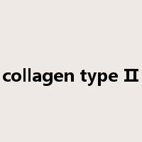 collagen type Ⅱ是什么意思