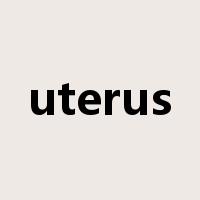 uterus是什么意思