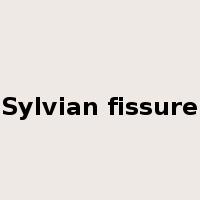 Sylvian fissure是什么意思