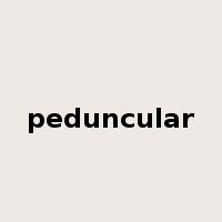 peduncular是什么意思