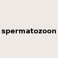 spermatozoon是什么意思