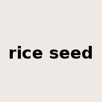 rice seed是什么意思