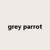 grey parrot是什么意思