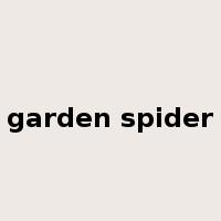 garden spider是什么意思