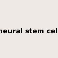 neural stem cell是什么意思