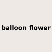 balloon flower是什么意思