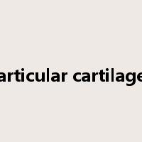 articular cartilage是什么意思