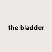 the bladder是什么意思