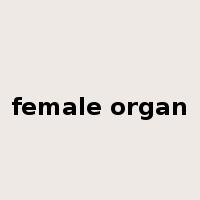 female organ是什么意思