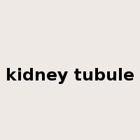 kidney tubule是什么意思