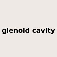glenoid cavity是什么意思
