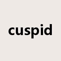 cuspid是什么意思