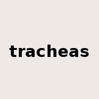 tracheas是什么意思