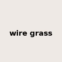 wire grass是什么意思