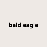 bald eagle是什么意思