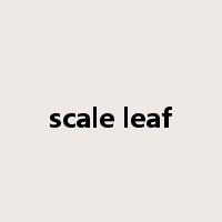 scale leaf是什么意思