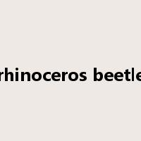 rhinoceros beetle是什么意思