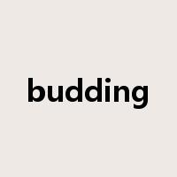 budding是什么意思