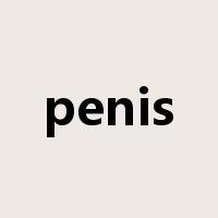penis是什么意思
