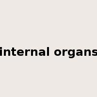 internal organs是什么意思